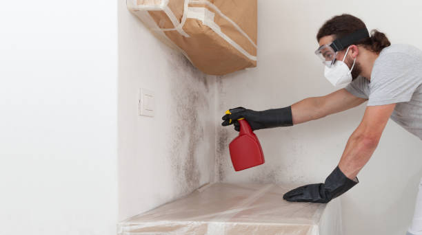 Attic Mold Remediation treatment on roof deck in Berwyn